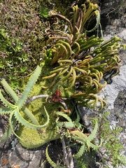 Phlegmariurus