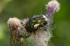 Protaetia cuprea