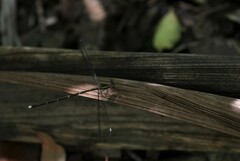 Episynlestes albicaudus