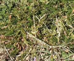 Biserrula pelecinus