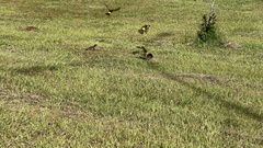 Pseudoleistes guirahuro