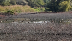 Tachybaptus dominicus