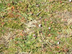 Erodium cicutarium