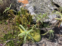 Phlegmariurus