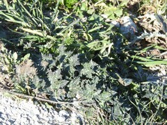 Carduus tenuiflorus
