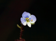 Veronica pusilla