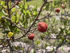 Cephalanthus natalensis