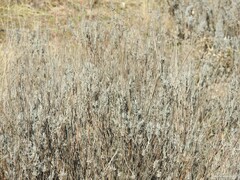 Lavandula pedunculata