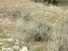 Lavandula pedunculata