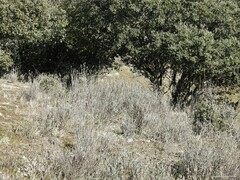 Lavandula pedunculata