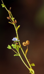 Veronica pusilla