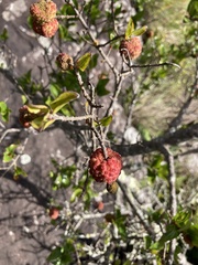 Cephalanthus natalensis