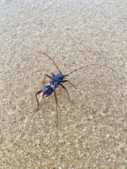 Phoracantha semipunctata