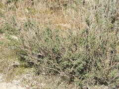 Lavandula pedunculata