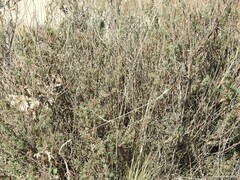 Lavandula pedunculata