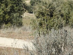 Lavandula pedunculata