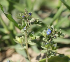 Veronica triphyllos