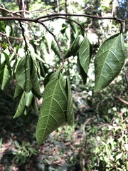 Ficus fraseri