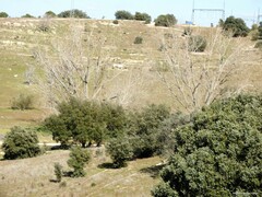 Populus × canadensis