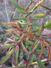 Rose rosette emaravirus