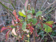 Rose rosette emaravirus