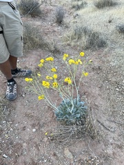 Arctomecon californica