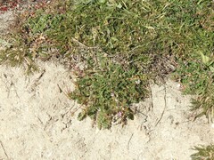 Biserrula pelecinus