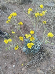 Arctomecon californica