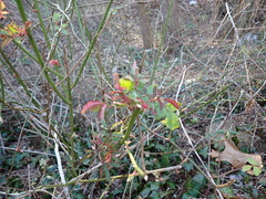 Rose rosette emaravirus