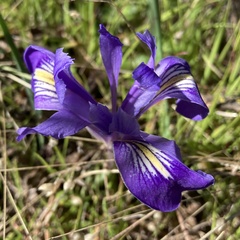 Iris macrosiphon