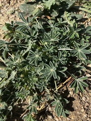 Lupinus texensis