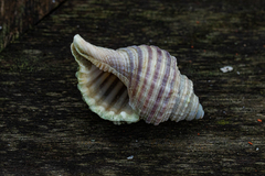 Monoplex tranquebaricus