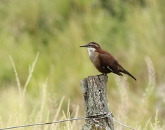 Cinclodes atacamensis