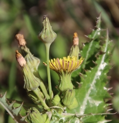 Sonchus asper