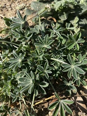 Lupinus texensis