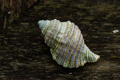 Monoplex tranquebaricus