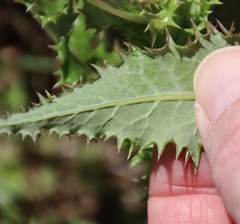 Sonchus asper