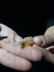 Dendropsophus minutus