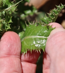 Sonchus asper