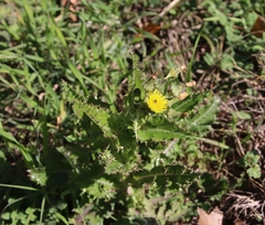 Sonchus asper