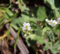 Tomostima cuneifolia