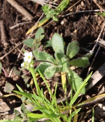 Tomostima cuneifolia