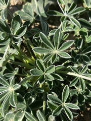 Lupinus texensis