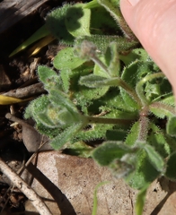 Tomostima cuneifolia