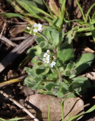 Tomostima cuneifolia