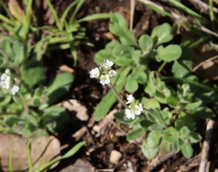 Tomostima cuneifolia