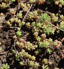 Sedum nuttallii
