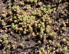 Sedum nuttallii