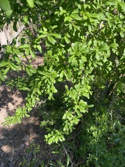 Sideroxylon reclinatum