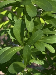 Sideroxylon reclinatum